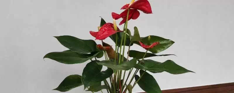 红掌有什么特点和特性呢,红掌叶子通常从基部生出是其特点吗插图 红掌有什么特点和特性呢,红掌叶子通常从基部生出是其特点吗插图