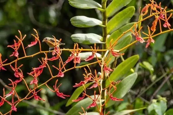 火焰兰植物问多年生草本植物,火焰兰简介,植物属性对吗?插图4 火焰兰植物问多年生草本植物,火焰兰简介,植物属性对吗?插图4