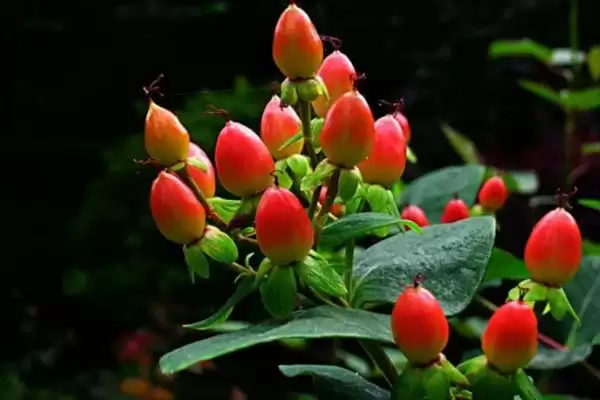 红果金丝桃的花语有啥寓意,红果金丝桃花语寓意娇媚诱惑、迷信等吗插图2 红果金丝桃的花语有啥寓意,红果金丝桃花语寓意娇媚诱惑、迷信等吗插图2