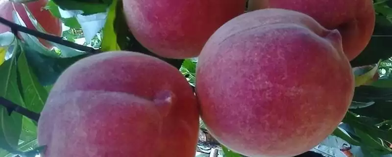 黑桃皇后的价格是多少呢,黑桃皇后因品种不同价格也不同吗插图 黑桃皇后的价格是多少呢,黑桃皇后因品种不同价格也不同吗插图