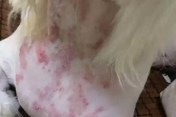 狗狗脓皮症反复咋解决,狗狗脓皮症需长时间用抗生素治疗吗插图2 狗狗脓皮症反复咋解决,狗狗脓皮症需长时间用抗生素治疗吗插图2