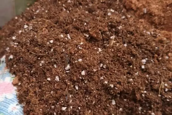 旱荷花一盆种多少颗合适,旱荷花一盆种植一颗是比较合适的吗插图2 旱荷花一盆种多少颗合适,旱荷花一盆种植一颗是比较合适的吗插图2
