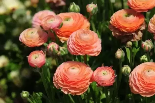 花毛茛繁殖法块根放湿沙能繁殖,花毛茛怎么繁殖,块根放湿沙可行吗?插图1 花毛茛繁殖法块根放湿沙能繁殖,花毛茛怎么繁殖,块根放湿沙可行吗?插图1