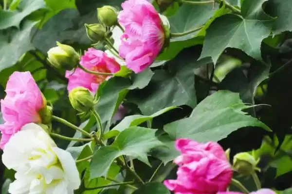 芙蓉花毒性情况 ,芙蓉花是一种有毒的植物还是无毒插图5