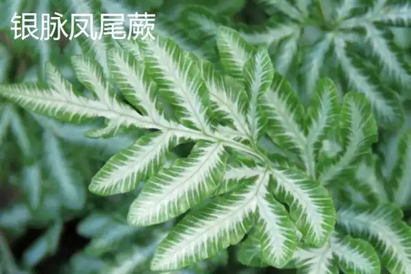 凤尾蕨与黑木蕨差异 ,凤尾蕨和黑木蕨有何区插图10 凤尾蕨与黑木蕨差异 ,凤尾蕨和黑木蕨有何区插图10