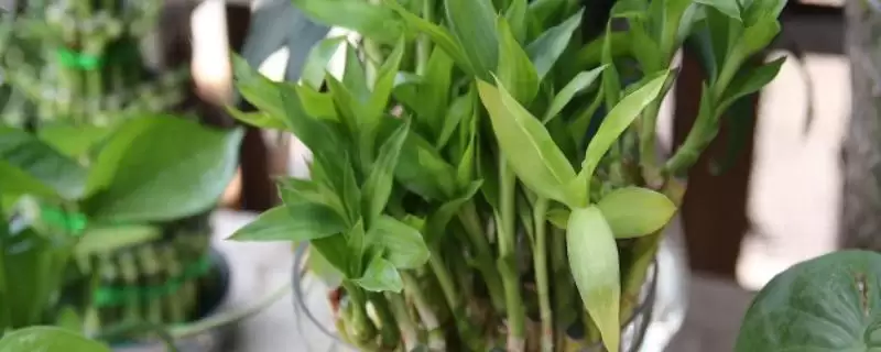 富贵竹根发黑原因处理 ,富贵竹根发黑是什么原因,怎么处插图 富贵竹根发黑原因处理 ,富贵竹根发黑是什么原因,怎么处插图