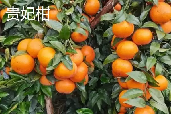 贵妃柑和皇帝柑有何区别,贵妃柑属于晚熟杂柑品种与皇帝柑有别吗插图3 贵妃柑和皇帝柑有何区别,贵妃柑属于晚熟杂柑品种与皇帝柑有别吗插图3