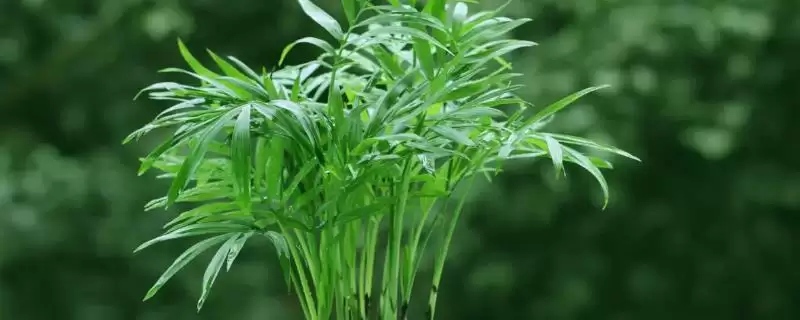 椰子浇水间隔时间问题 ,隔多久给椰子浇一次水比较合适插图 椰子浇水间隔时间问题 ,隔多久给椰子浇一次水比较合适插图