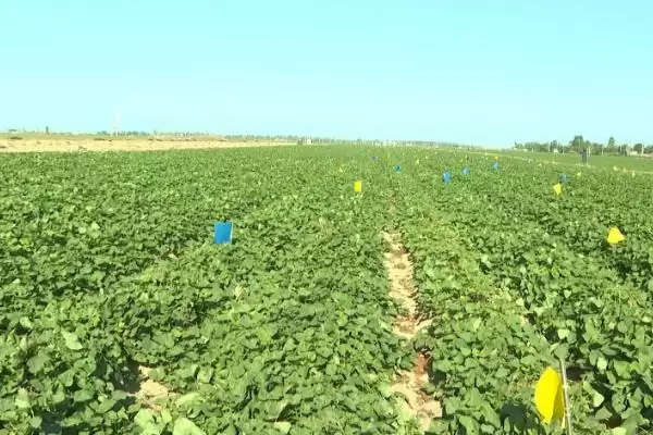 甘薯地膜覆盖种植 ,甘薯地膜覆盖种植有哪些方法和要插图5 甘薯地膜覆盖种植 ,甘薯地膜覆盖种植有哪些方法和要插图5