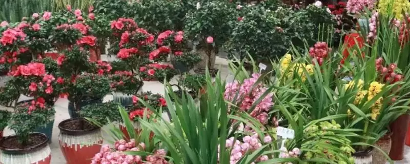 花卉场装地暖吗冬季装地暖合适吗,花卉养殖场冬季适合安装地暖吗,有何利弊?插图 花卉场装地暖吗冬季装地暖合适吗,花卉养殖场冬季适合安装地暖吗,有何利弊?插图