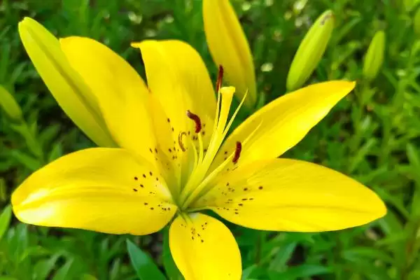 黄百合花语意花语是感激快乐,黄百合的花语,花语含义准确吗?插图4 黄百合花语意花语是感激快乐,黄百合的花语,花语含义准确吗?插图4