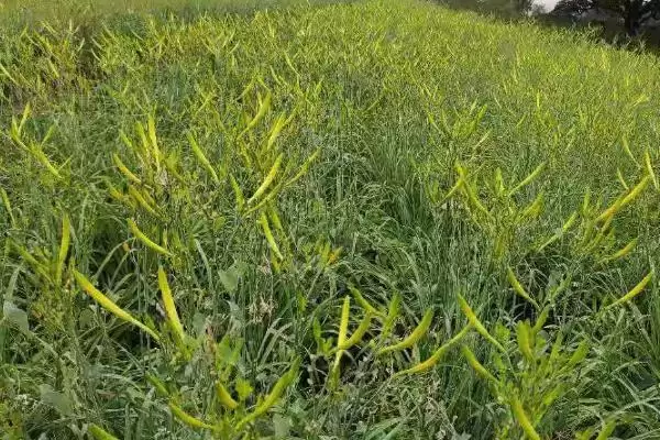 黄花菜种植技术种后补水很重要,黄花菜的种植技术,种植后要注意啥?插图5 黄花菜种植技术种后补水很重要,黄花菜的种植技术,种植后要注意啥?插图5