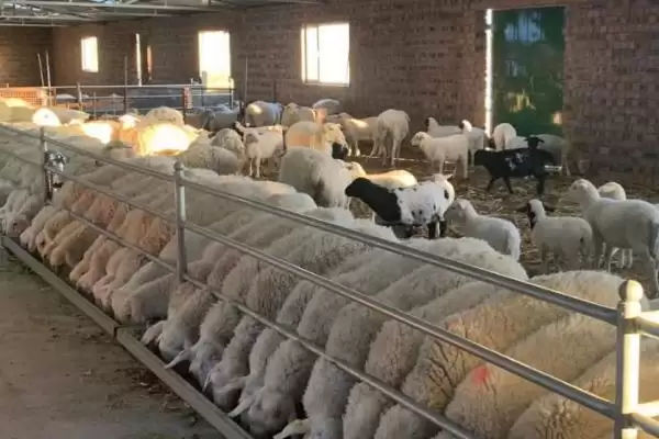 湖羊养殖技术品种咋影响生长与品质,湖羊的养殖技术中品种有何影响?插图4 湖羊养殖技术品种咋影响生长与品质,湖羊的养殖技术中品种有何影响?插图4
