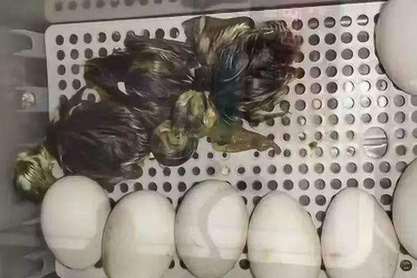 孵鹅蛋温度湿度 ,孵鹅蛋的温度和湿度如何控插图2 孵鹅蛋温度湿度 ,孵鹅蛋的温度和湿度如何控插图2