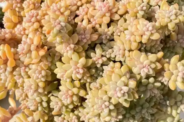姬秋丽种植法光照足叶片色佳,姬秋丽的种植方法,充足光照影响大?插图2 姬秋丽种植法光照足叶片色佳,姬秋丽的种植方法,充足光照影响大?插图2