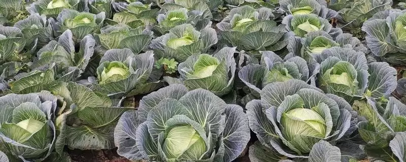 甘蓝植物基本简介 ,甘蓝是一种怎样的植物,有何特插图 甘蓝植物基本简介 ,甘蓝是一种怎样的植物,有何特插图