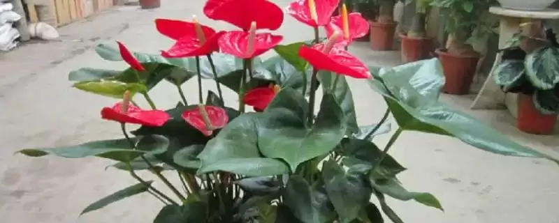 红掌能进行水培这种方式吗,红掌进行水培保持环境湿润很重要吗插图 红掌能进行水培这种方式吗,红掌进行水培保持环境湿润很重要吗插图