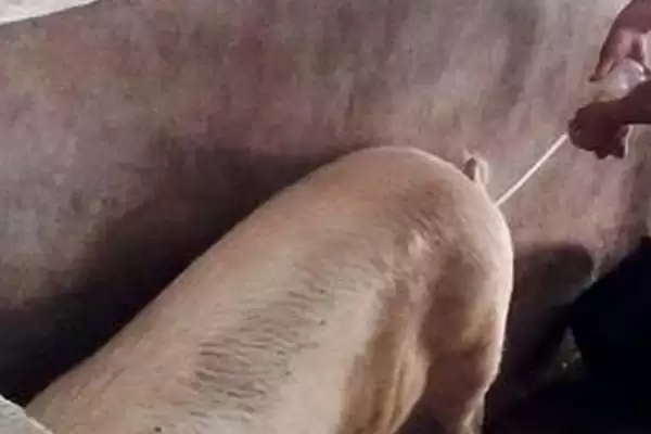 给母猪输精方法技巧 ,给母猪输精有哪些正确的方法插图2 给母猪输精方法技巧 ,给母猪输精有哪些正确的方法插图2