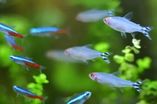 红绿灯鱼为什么经常会死呢,红绿灯鱼常死因温差大或密度高等原因吗插图3