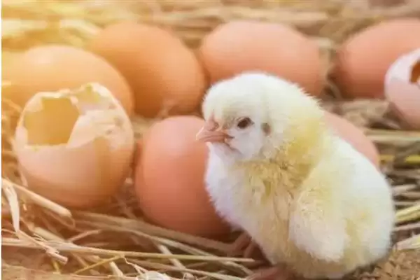 孵化小鸡所需时间 ,孵化小鸡通常需要多长时间插图4 孵化小鸡所需时间 ,孵化小鸡通常需要多长时间插图4