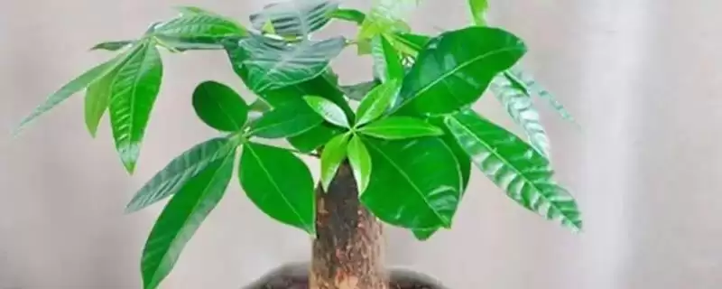 冬天发财树的养殖管理,冬天怎么养发财树要移到室内吗插图 冬天发财树的养殖管理,冬天怎么养发财树要移到室内吗插图