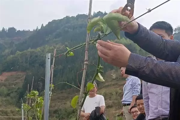 百香果枝条修剪问题,百香果枝条需要修剪吗插图5 百香果枝条修剪问题,百香果枝条需要修剪吗插图5