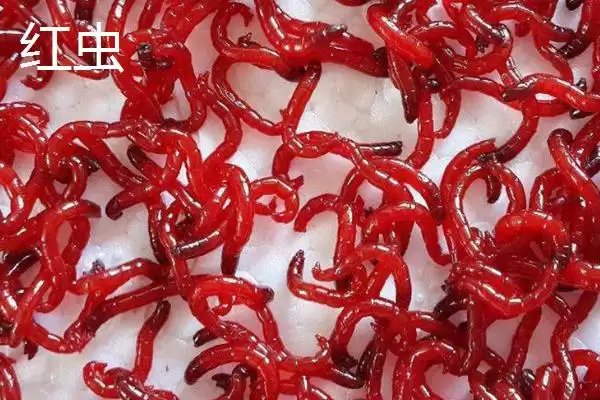红虫和蚯蚓有什么区别呢,红虫身体鲜红呈蠕虫状与蚯蚓有何不同插图3 红虫和蚯蚓有什么区别呢,红虫身体鲜红呈蠕虫状与蚯蚓有何不同插图3