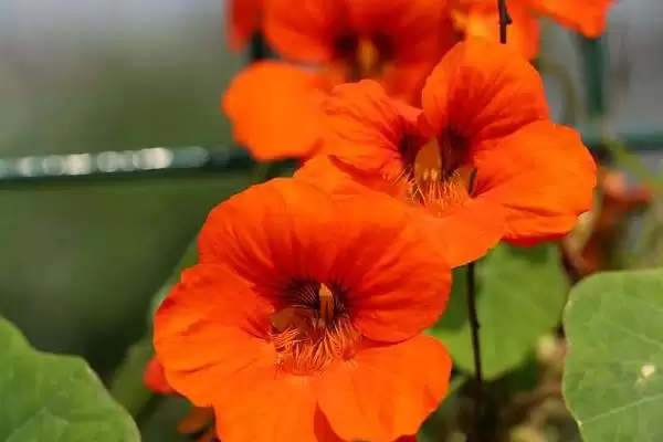 旱荷花一盆种多少颗合适,旱荷花一盆种植一颗是比较合适的吗插图4 旱荷花一盆种多少颗合适,旱荷花一盆种植一颗是比较合适的吗插图4