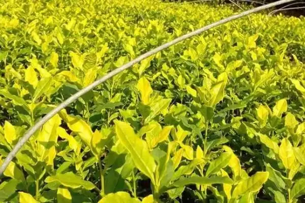 黄金茶价格问受产地等级影响,黄金茶的价格,受哪些因素决定呢?插图3 黄金茶价格问受产地等级影响,黄金茶的价格,受哪些因素决定呢?插图3