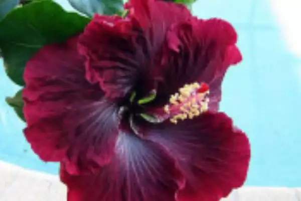 扶桑花品种类型 ,扶桑花常见的品种有哪些种类插图6 扶桑花品种类型 ,扶桑花常见的品种有哪些种类插图6