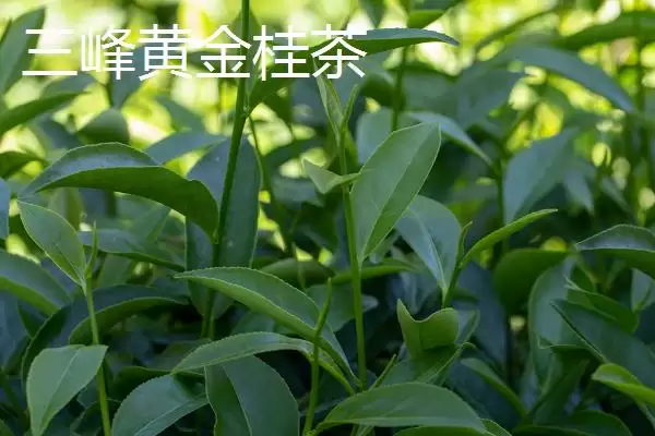 广东名茶排行榜是怎样的,广东是饮茶大省有哪些名茶上榜呢插图9 广东名茶排行榜是怎样的,广东是饮茶大省有哪些名茶上榜呢插图9