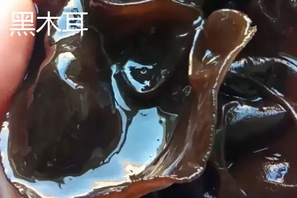 黑龙江省富裕县的特产是什么,克东腐乳是黑龙江省富裕县独特食品吗插图5 黑龙江省富裕县的特产是什么,克东腐乳是黑龙江省富裕县独特食品吗插图5