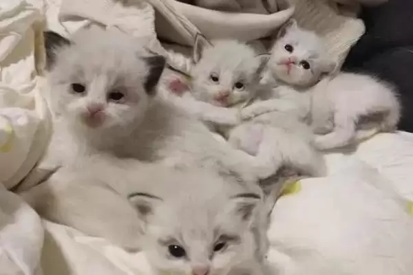 刚出生小猫死亡抢救 ,刚出生的小猫即将死亡如何进行抢救插图3 刚出生小猫死亡抢救 ,刚出生的小猫即将死亡如何进行抢救插图3
