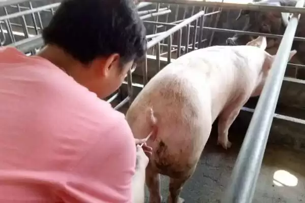 公猪和母猪配种要点 ,公猪和母猪的配种有哪些关键要点插图1 公猪和母猪配种要点 ,公猪和母猪的配种有哪些关键要点插图1
