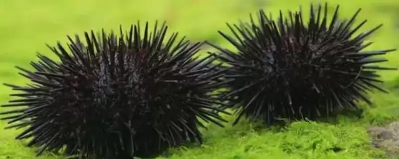 海胆刺有没有毒性呢,海胆有叉棘和棘两种产生毒素的器官吗插图 海胆刺有没有毒性呢,海胆有叉棘和棘两种产生毒素的器官吗插图