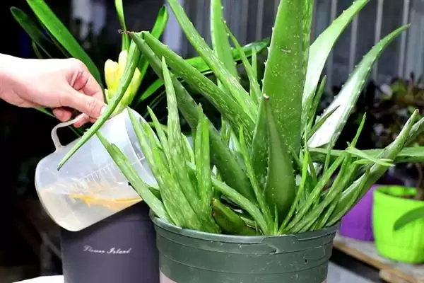 观赏芦荟应该如何培育呢,观赏芦荟每年春季换盆一次是正确的吗插图2 观赏芦荟应该如何培育呢,观赏芦荟每年春季换盆一次是正确的吗插图2
