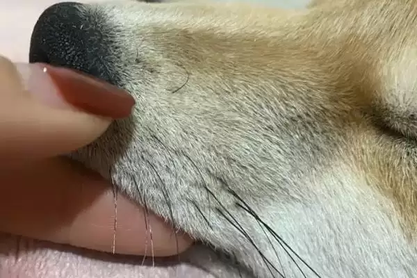 狗狗掉胡子是何原因,狗狗掉胡子是营养不足或遗传因素导致吗插图2 狗狗掉胡子是何原因,狗狗掉胡子是营养不足或遗传因素导致吗插图2