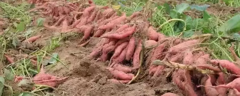 红薯喜阳还是喜阴的环境呢,红薯适合在阳光充足的阳处生长吗插图 红薯喜阳还是喜阴的环境呢,红薯适合在阳光充足的阳处生长吗插图