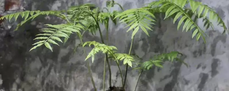 观音莲座蕨的养殖方法是,观音莲座蕨喜欢在湿润环境中生长吗插图 观音莲座蕨的养殖方法是,观音莲座蕨喜欢在湿润环境中生长吗插图