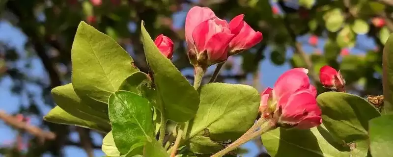 海棠树的开花时间是什么时候,海棠树一般开花时间为4-5月份吗-会东网