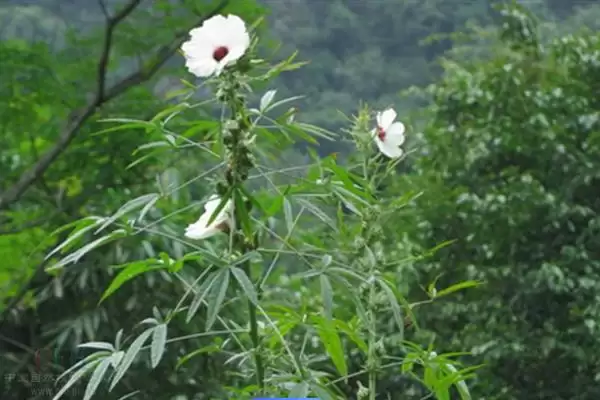 红麻属于哪种类型的植物呢,红麻是一年生或多年生草本植物吗插图5 红麻属于哪种类型的植物呢,红麻是一年生或多年生草本植物吗插图5