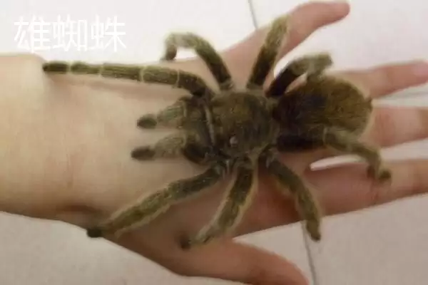 红玫瑰蜘蛛有着怎样的介绍呢,红玫瑰蜘蛛性情温顺喜在树洞中栖息吗插图11 红玫瑰蜘蛛有着怎样的介绍呢,红玫瑰蜘蛛性情温顺喜在树洞中栖息吗插图11