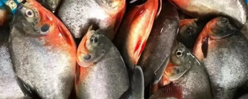 红鲳鱼的产地主要在哪里呢,红鲳鱼的产地是来自于美洲地区吗插图 红鲳鱼的产地主要在哪里呢,红鲳鱼的产地是来自于美洲地区吗插图