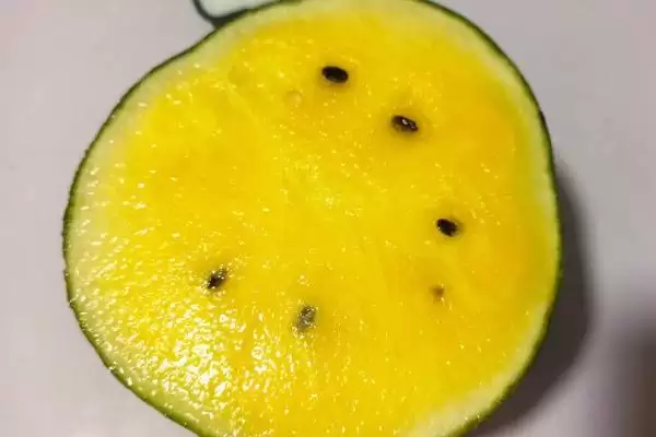 黄瓤西瓜由来基因决定的吗,黄瓤的西瓜怎么来的,是基因的原因?插图1 黄瓤西瓜由来基因决定的吗,黄瓤的西瓜怎么来的,是基因的原因?插图1