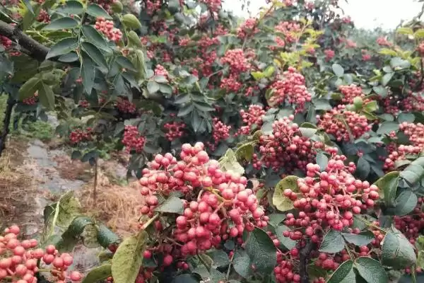 花椒亩产量数亩产200-300斤多吗,花椒亩产多少斤,产量一般能达到多少?插图1 花椒亩产量数亩产200-300斤多吗,花椒亩产多少斤,产量一般能达到多少?插图1