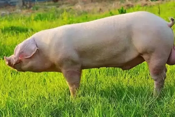 公猪饲养管理方法要点 ,公猪的饲养管理有哪些方法插图4 公猪饲养管理方法要点 ,公猪的饲养管理有哪些方法插图4