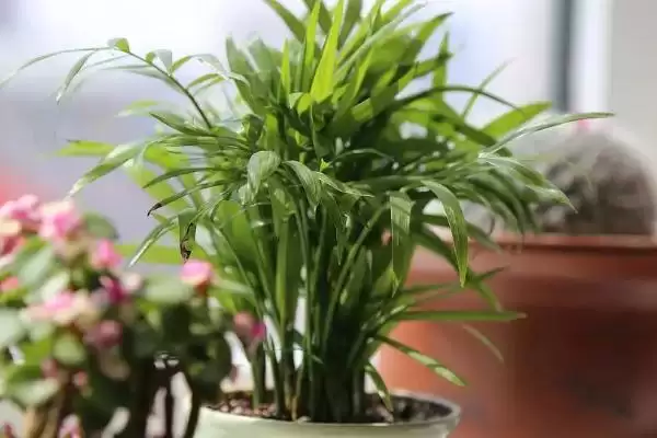 椰子浇水间隔时间问题 ,隔多久给椰子浇一次水比较合适插图2 椰子浇水间隔时间问题 ,隔多久给椰子浇一次水比较合适插图2