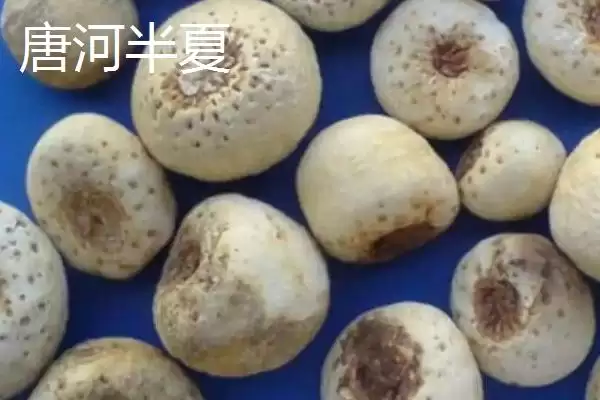 河南唐河县的特产是什么呢,河南唐河县的栀子品质上乘是特产之一吗插图3 河南唐河县的特产是什么呢,河南唐河县的栀子品质上乘是特产之一吗插图3