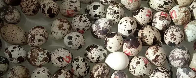 孵化鹌鹑蛋时长 ,孵化鹌鹑蛋大约需要多久时插图 孵化鹌鹑蛋时长 ,孵化鹌鹑蛋大约需要多久时插图