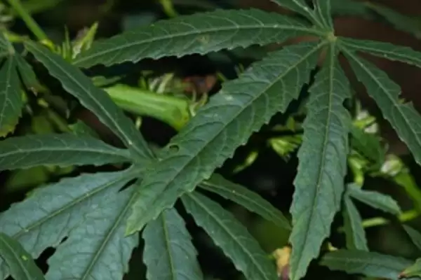 红麻属于哪种类型的植物呢,红麻是一年生或多年生草本植物吗插图4 红麻属于哪种类型的植物呢,红麻是一年生或多年生草本植物吗插图4